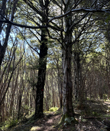 Valley of Feathers Walk