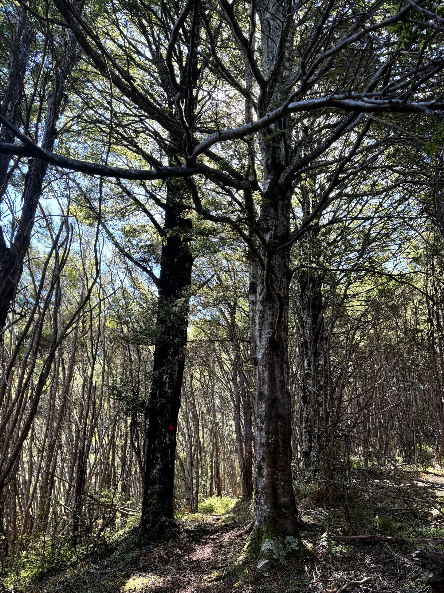 Valley of Feathers Walk