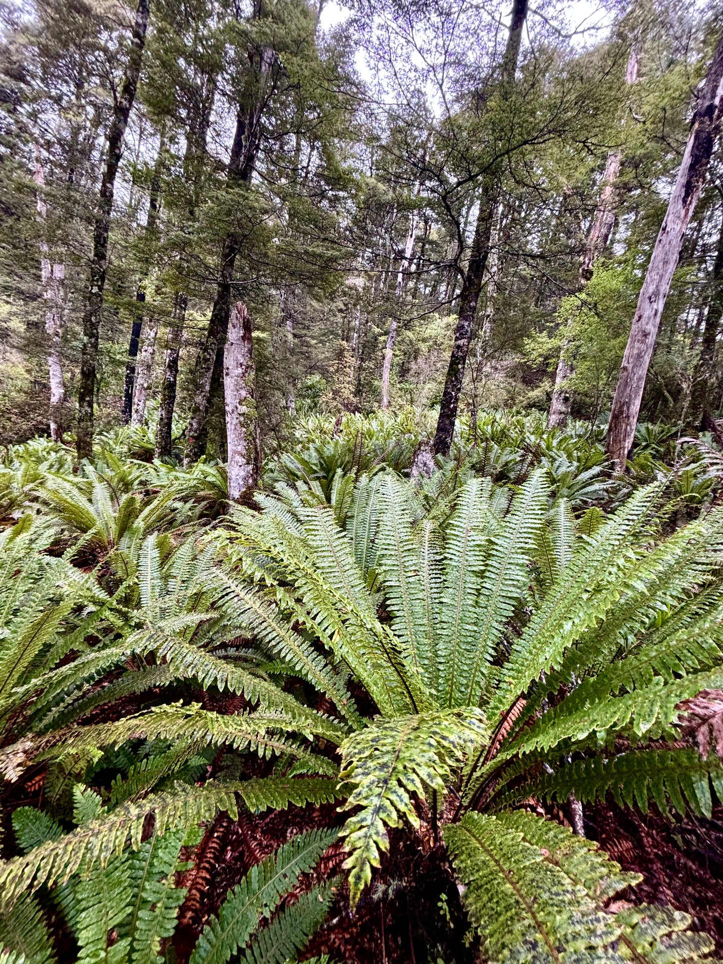 Valley of Feathers Walk